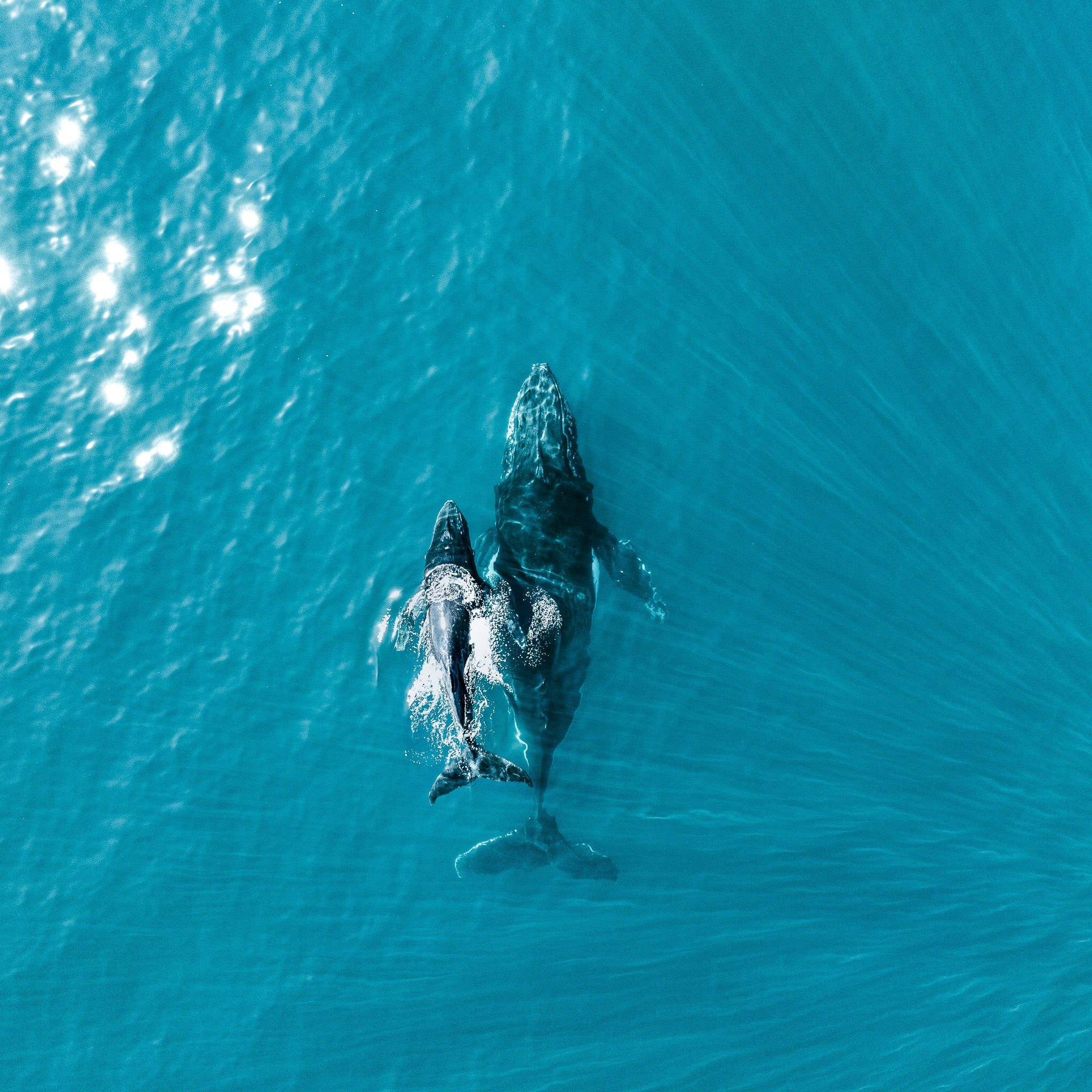 Humpback Whales Photo