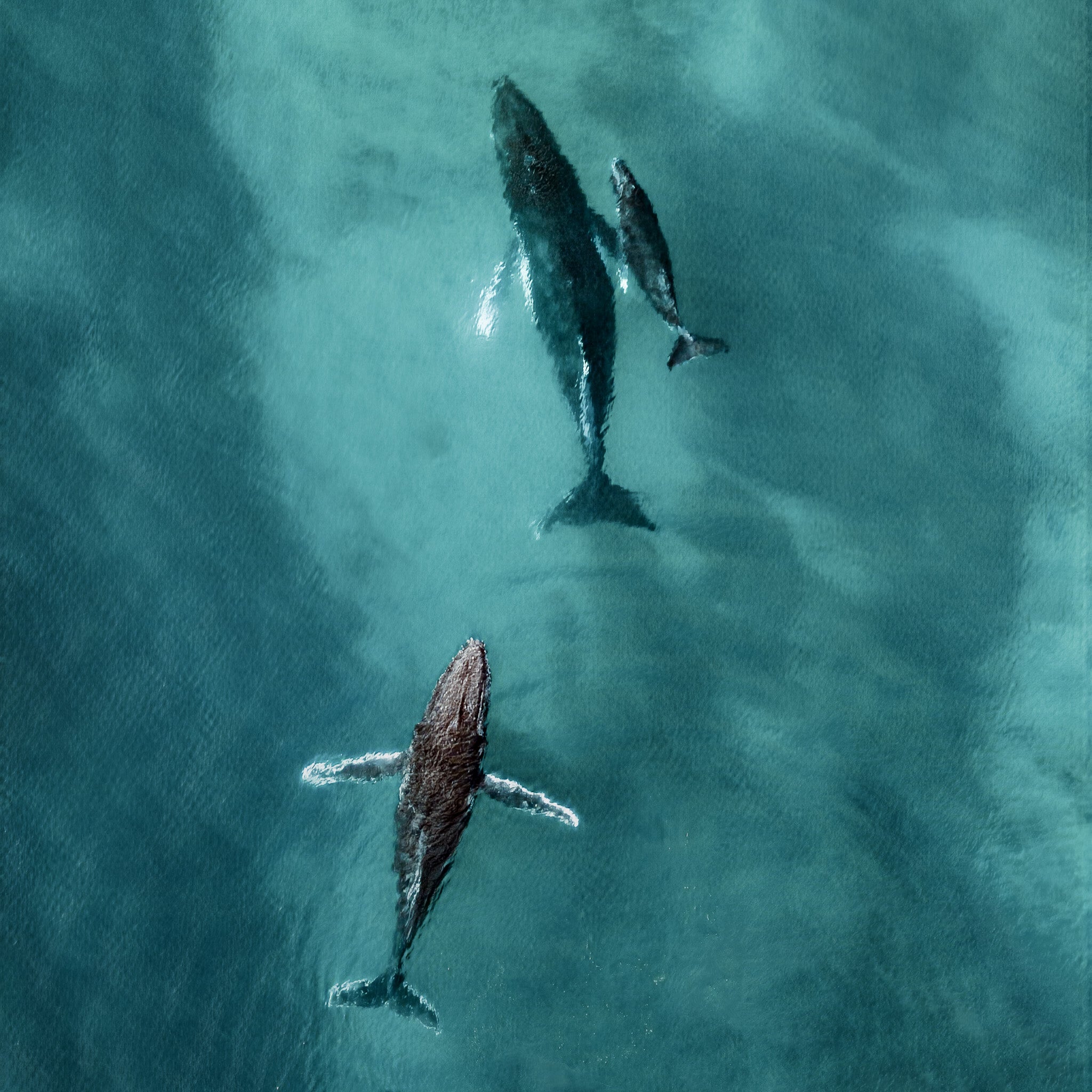 Humpback Whales Photo