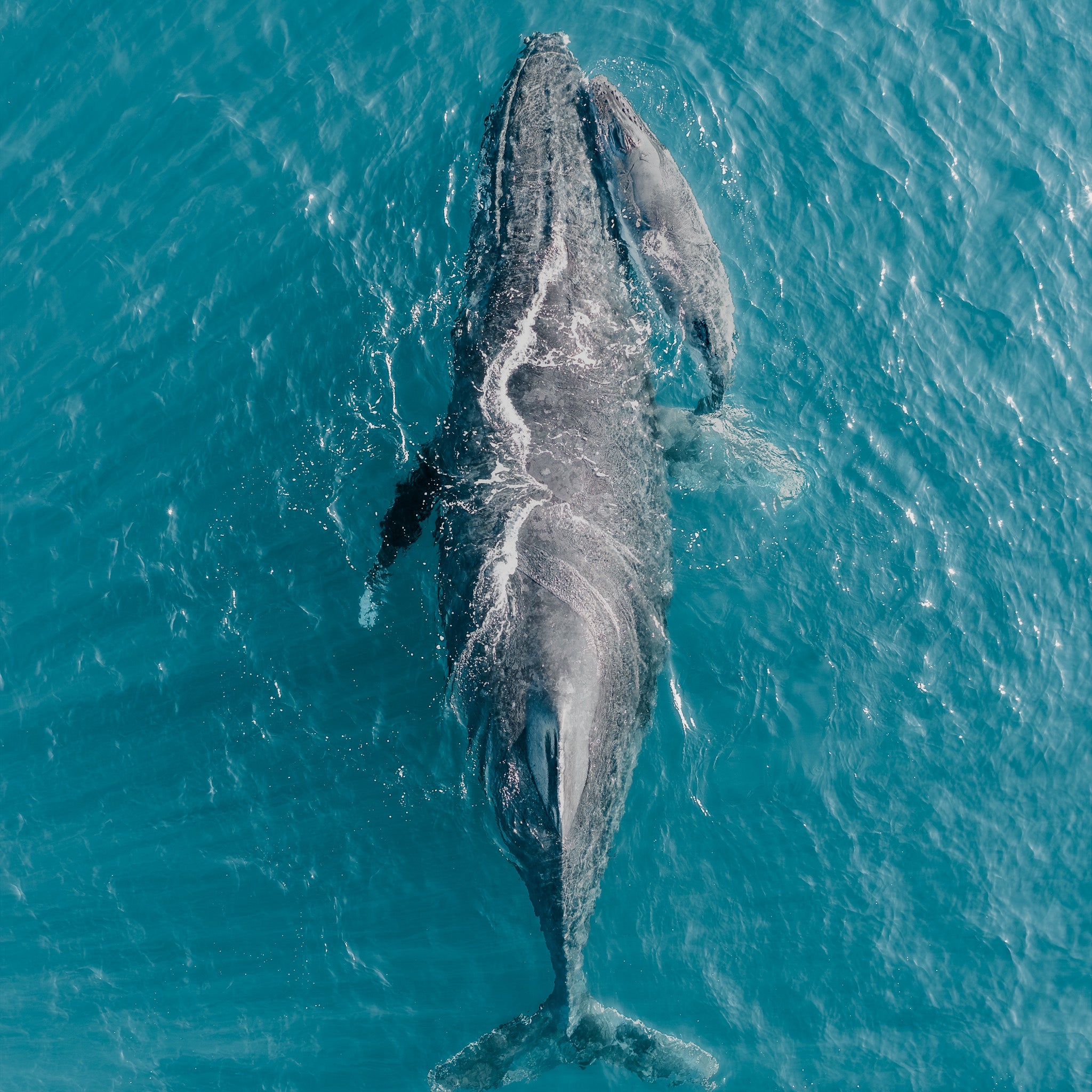 Mother and Baby Humpback Whale