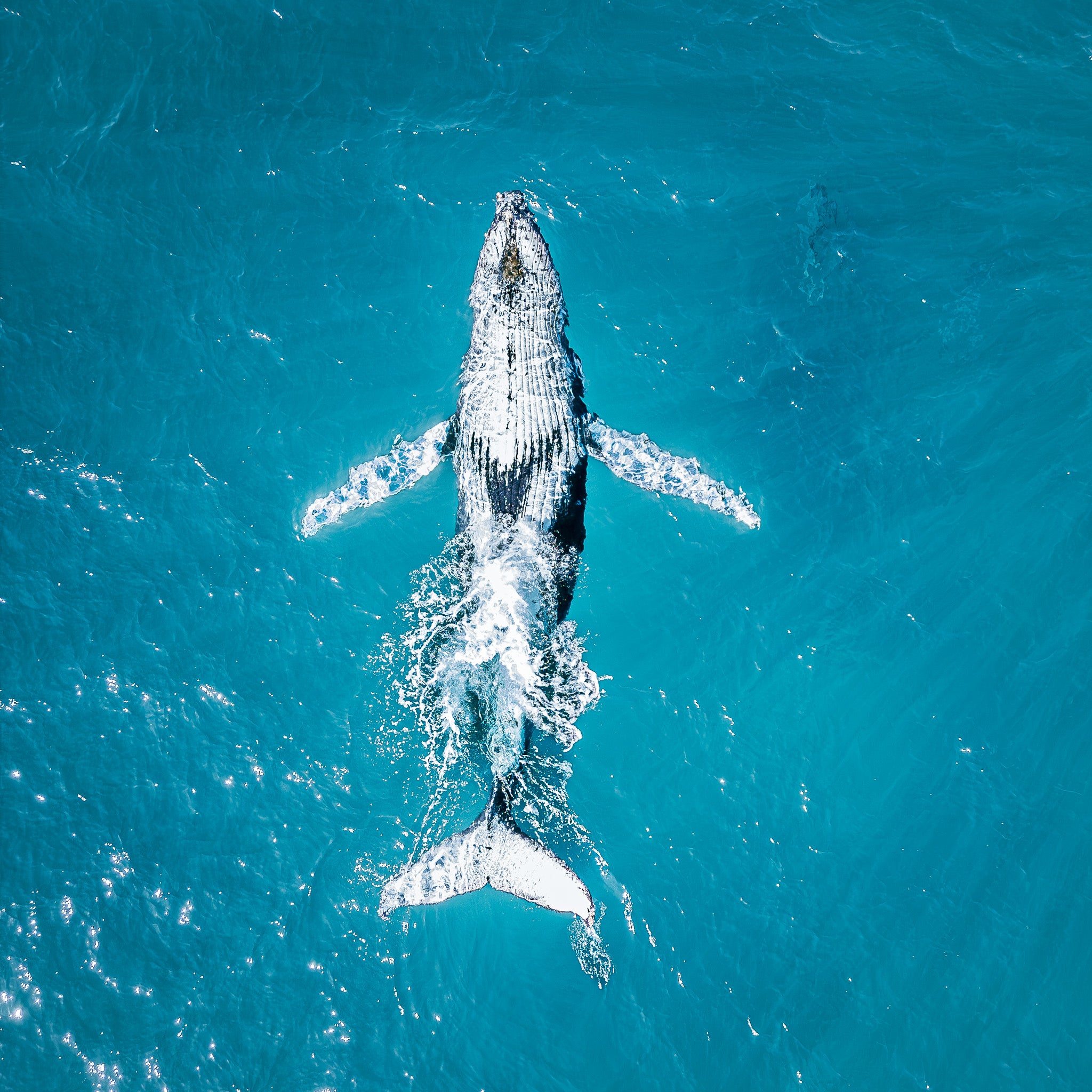humpback-whale-belly-photograph