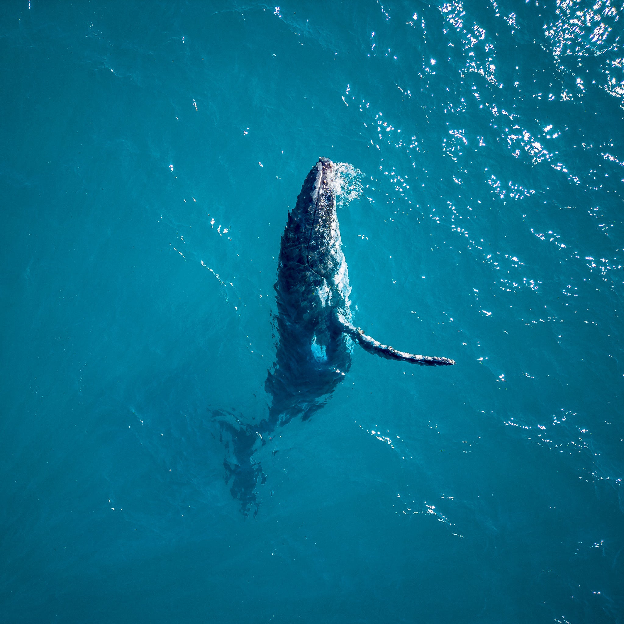 humpback-whale-photo