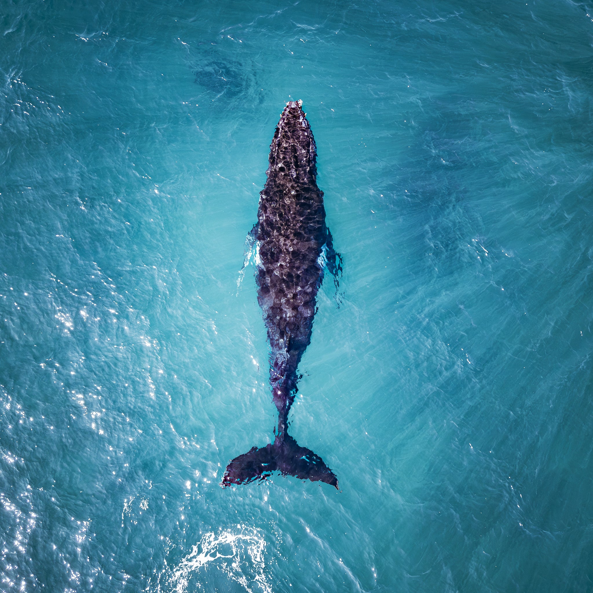 humpback-whale-photograph