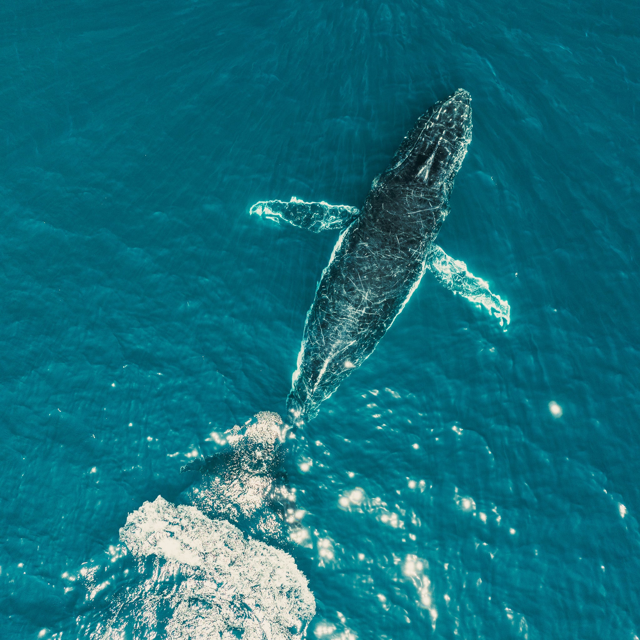 humpback-whale-photo
