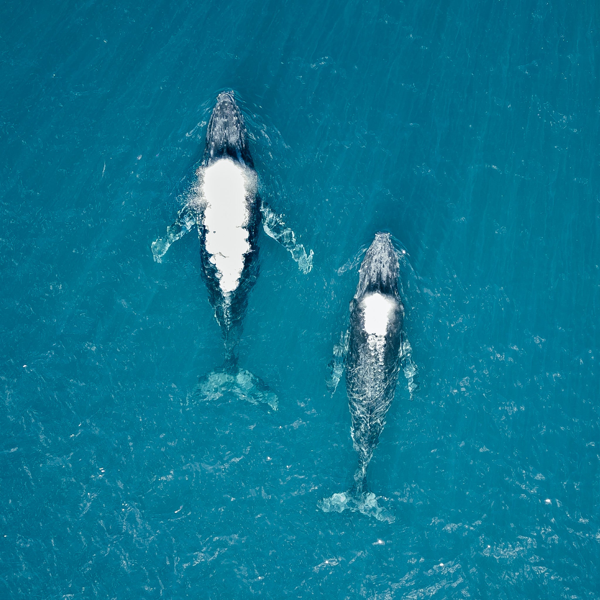 humpback-whales-photo