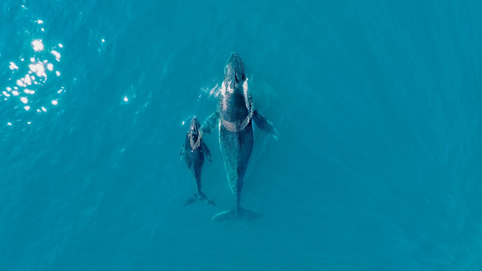Image of mother and baby humpback whale 