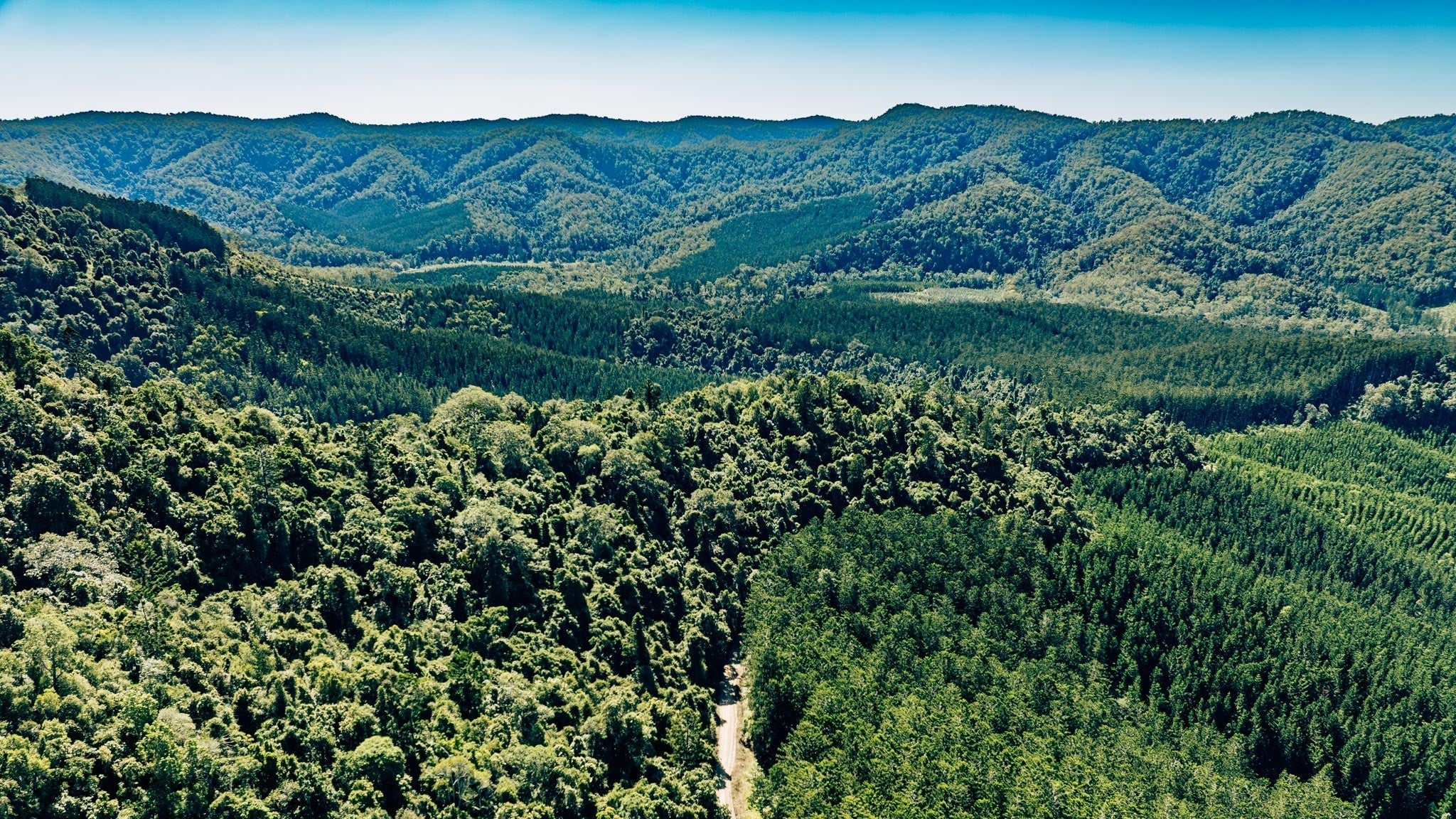 Image of forest
