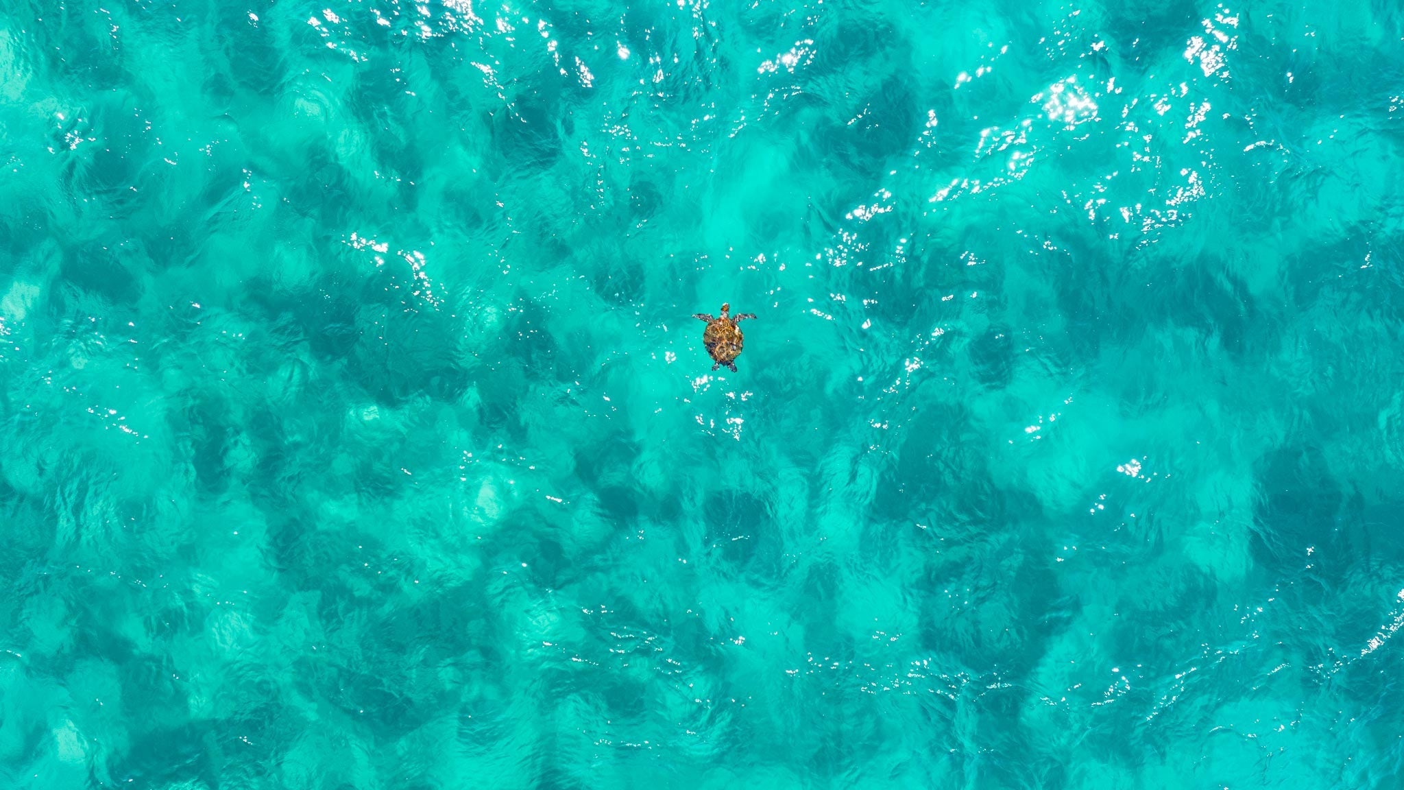 Image of turtle