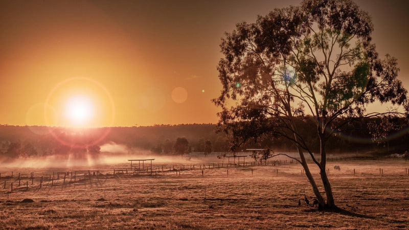 Sunrise Photo