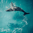 Whale & Dolphins - 1136