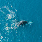 Mother-Baby-Whale-Photograph
