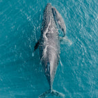 Mother and Baby Humpback Whale