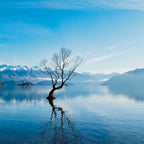 Wanaka Tree