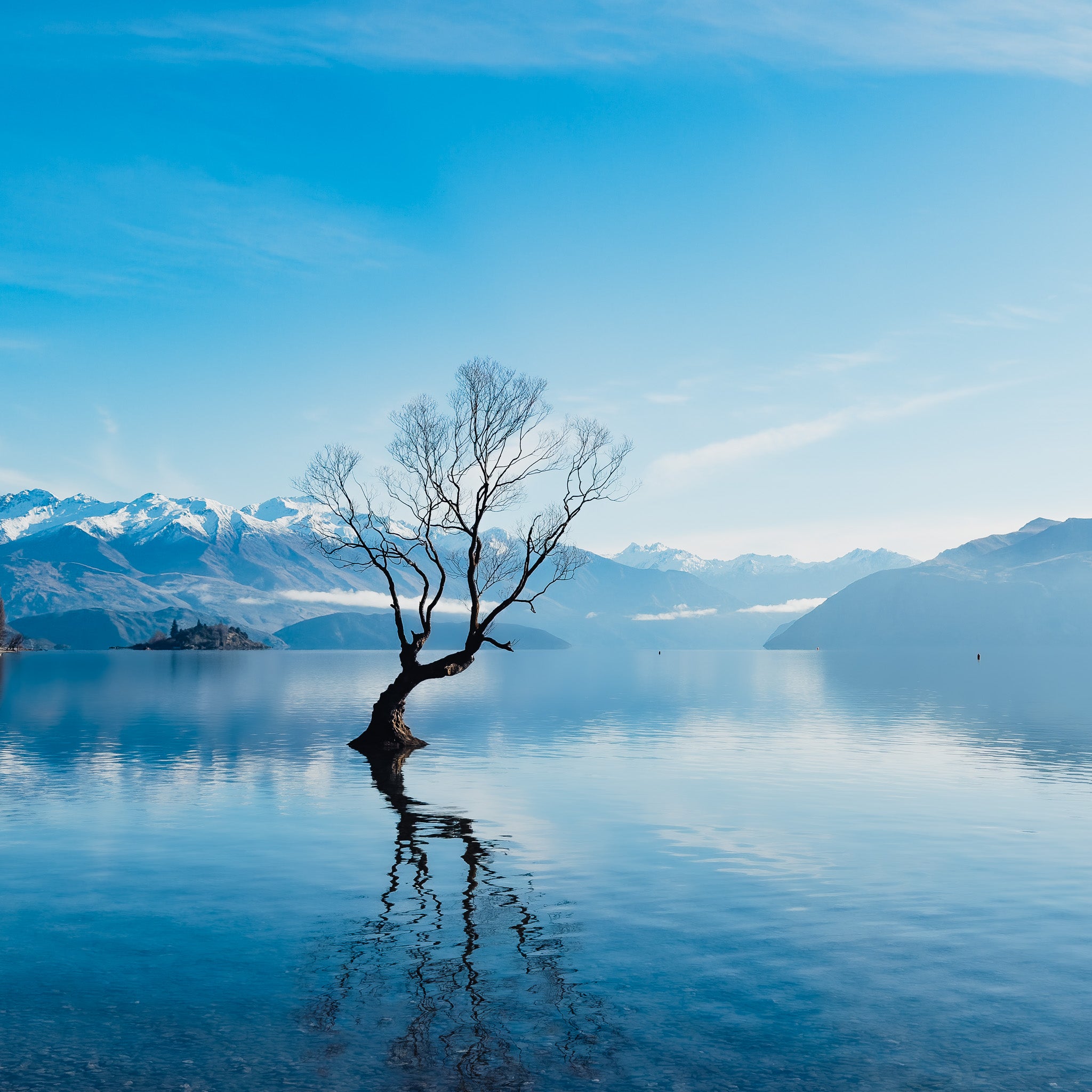 Wanaka Tree