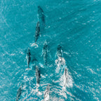 Whales