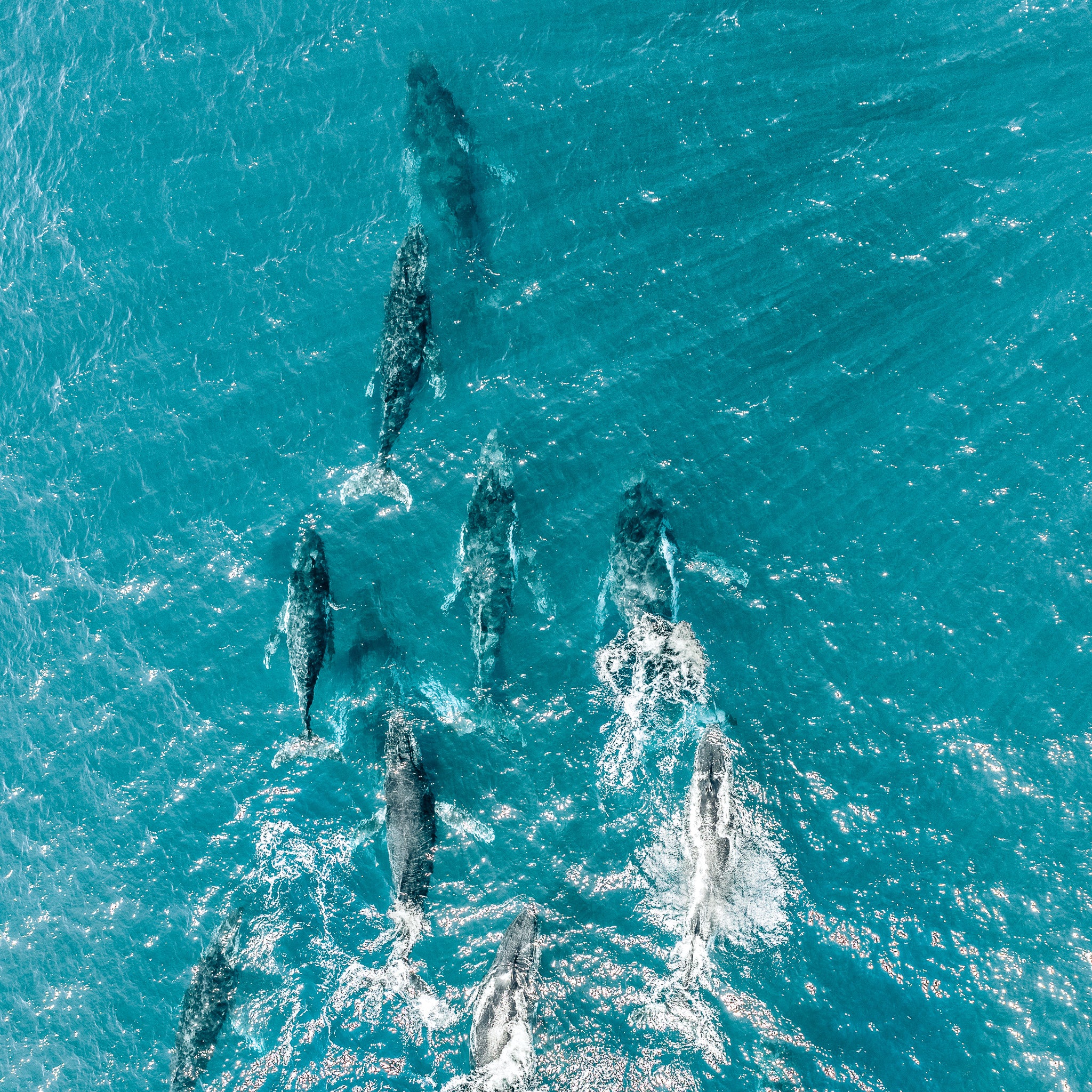 Whales
