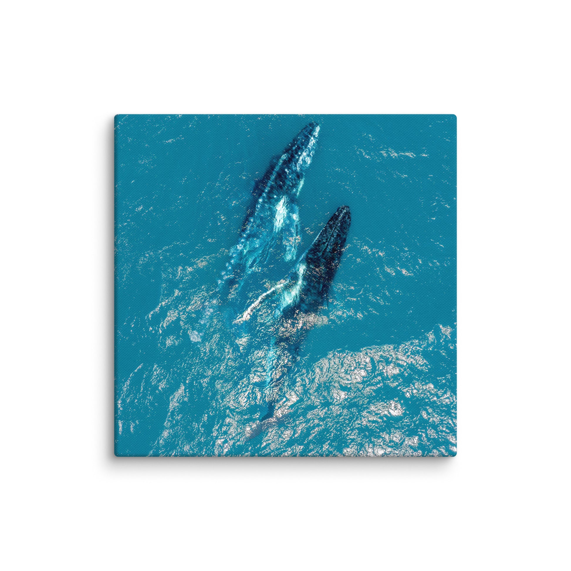 Whales - 1114