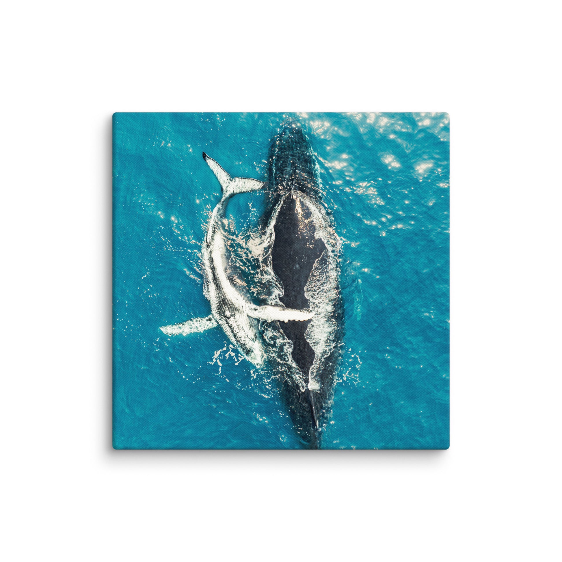 Whales - 1196