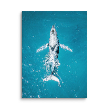 Whale - 1182