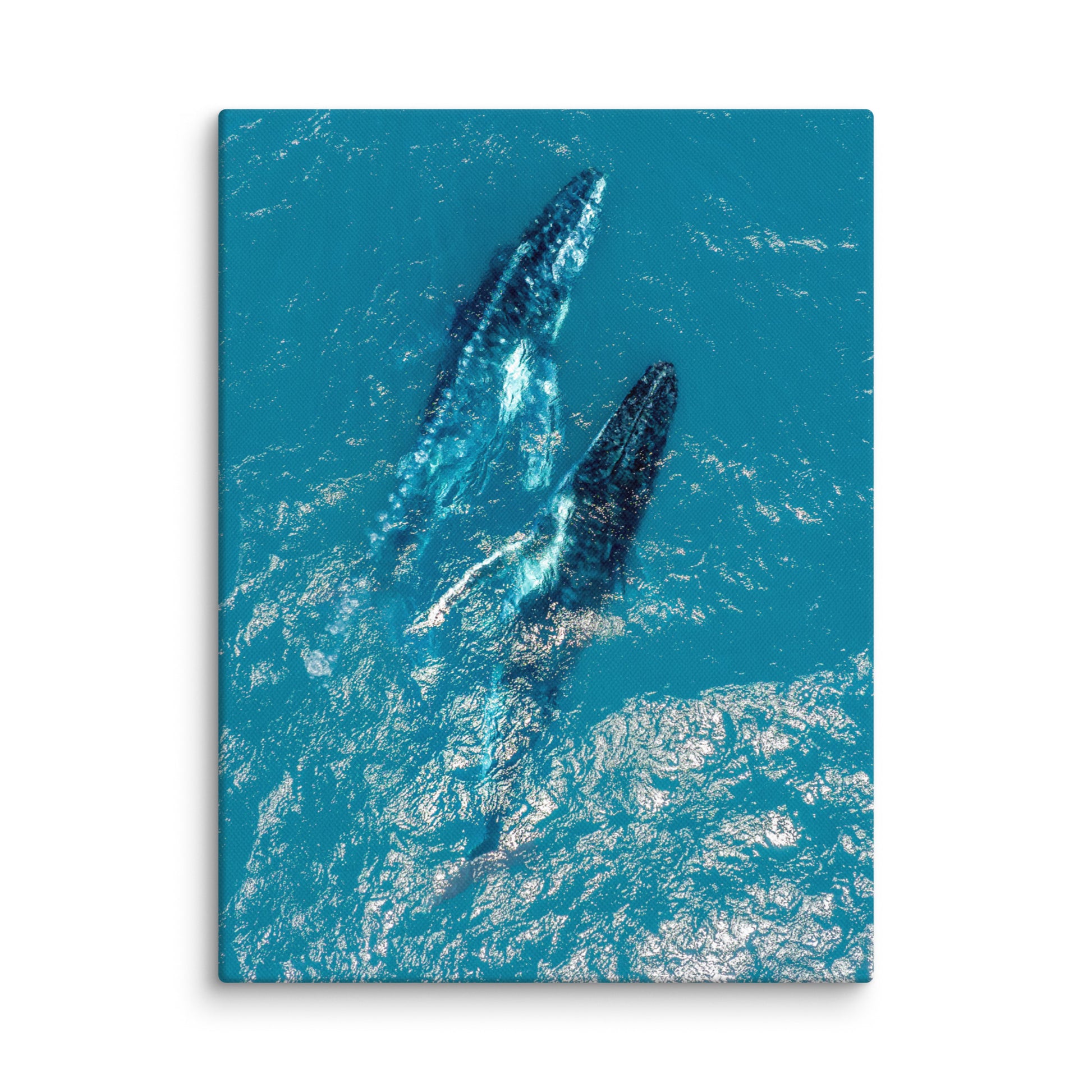 Whales - 1114