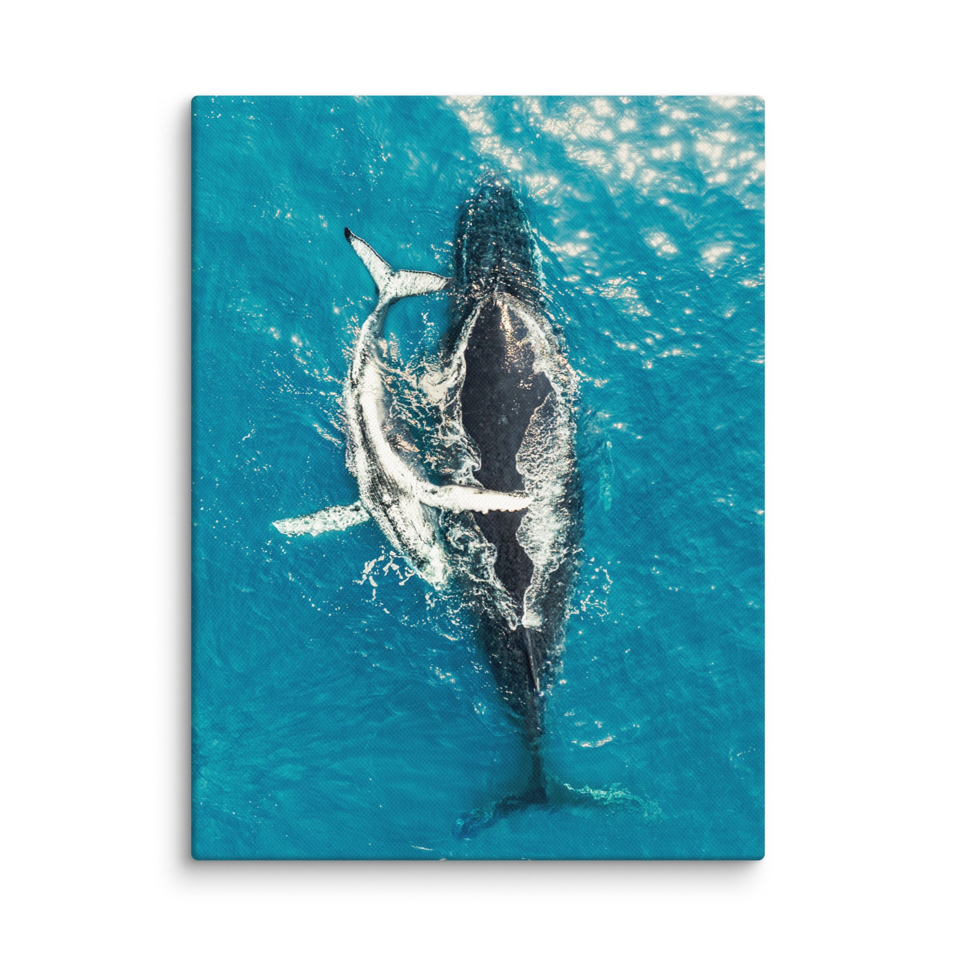 Whales - 1196
