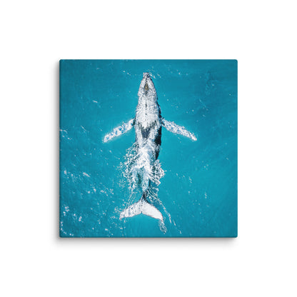 Whale - 1182