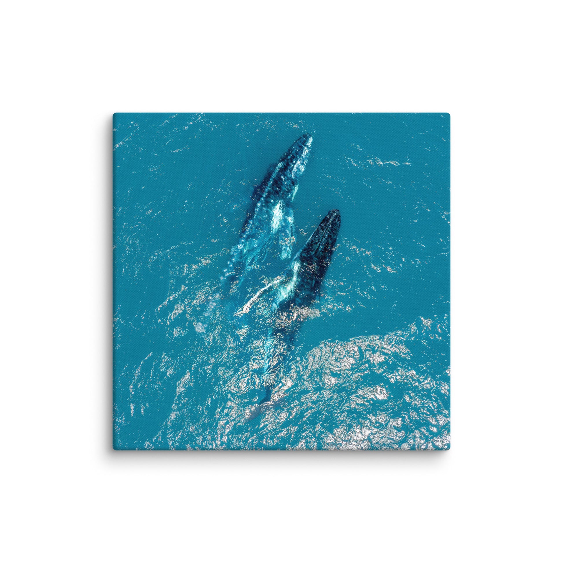 Whales - 1114