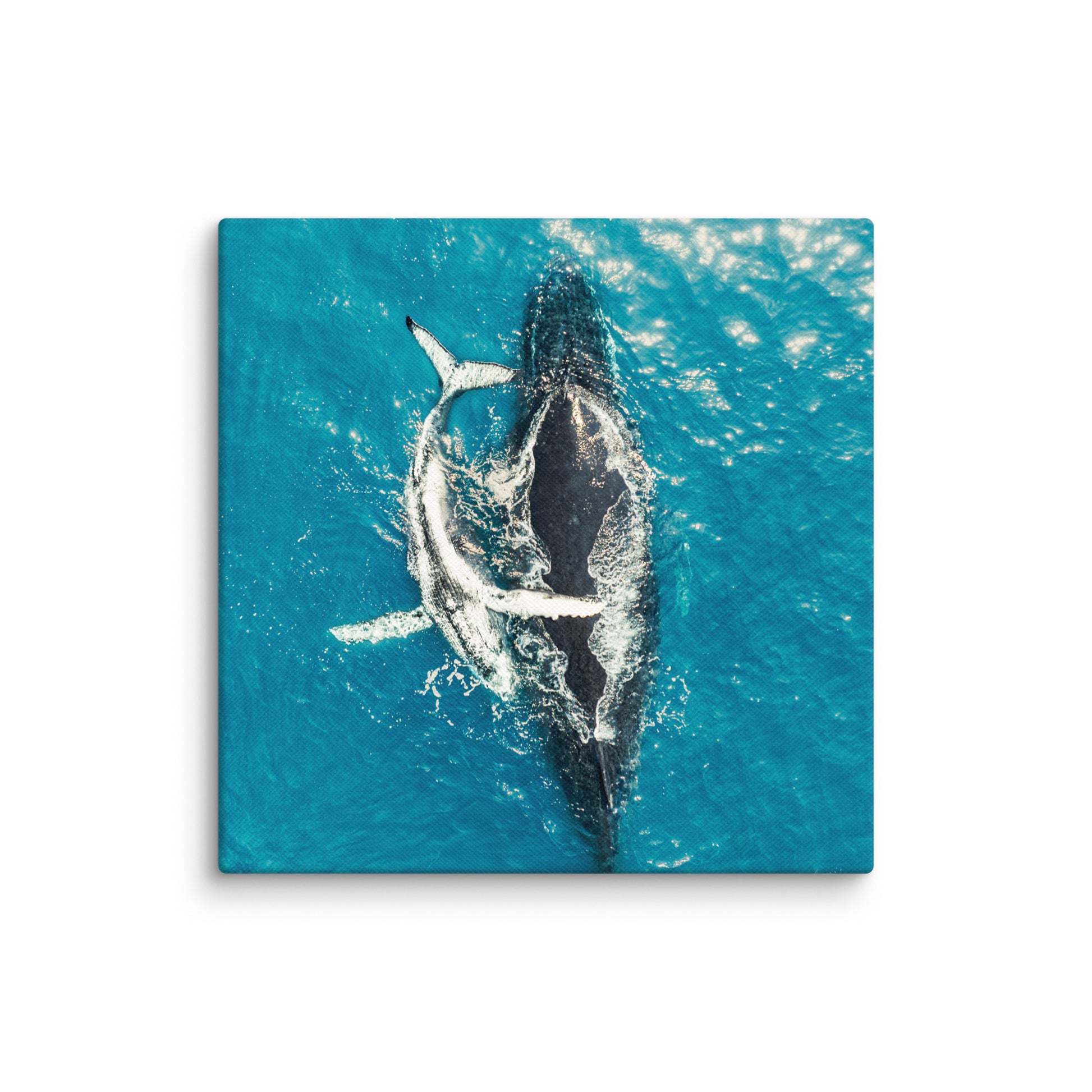 Whales - 1196