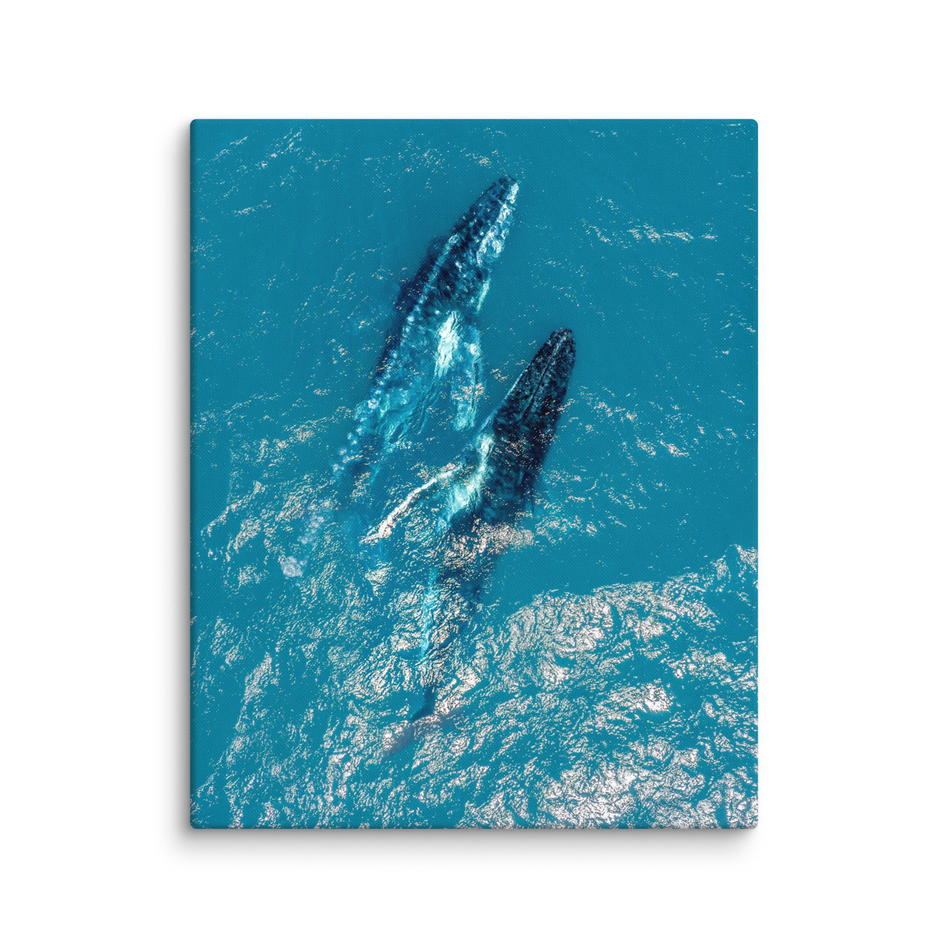 Whales - 1114
