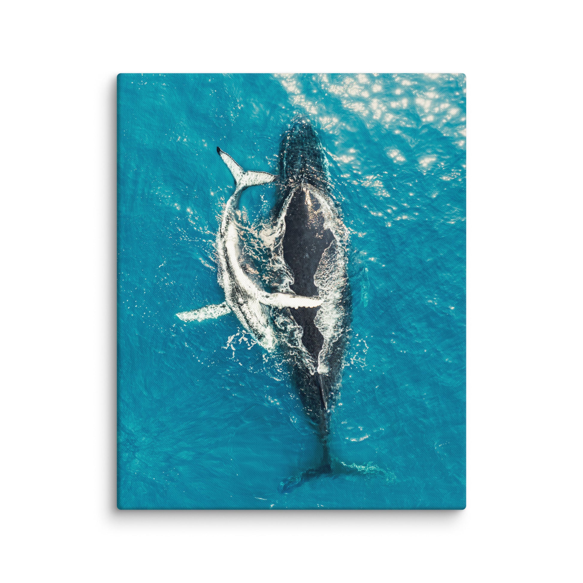 Whales - 1196