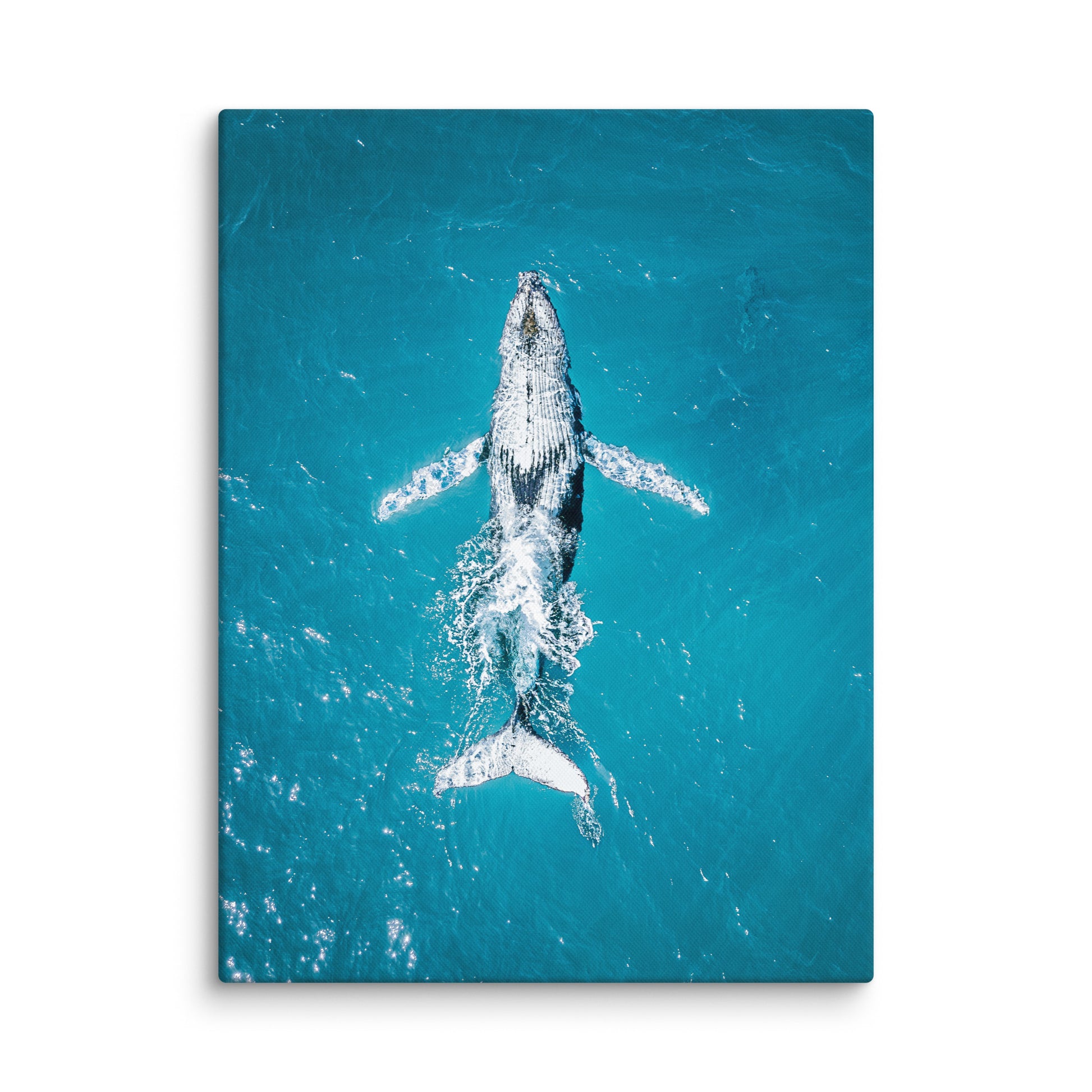 Whale - 1182