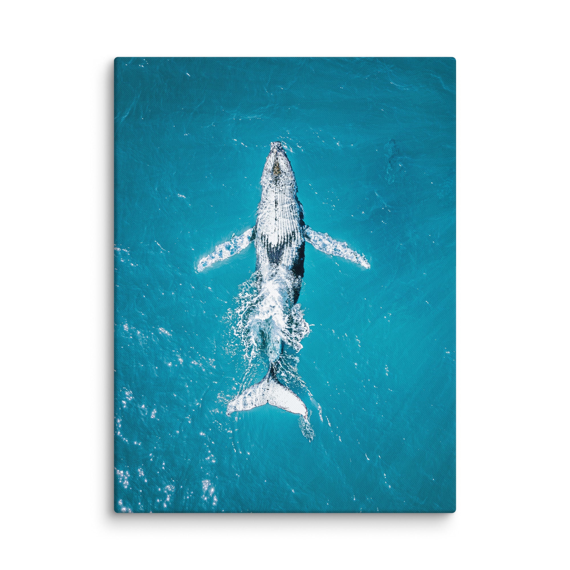 Whale - 1182