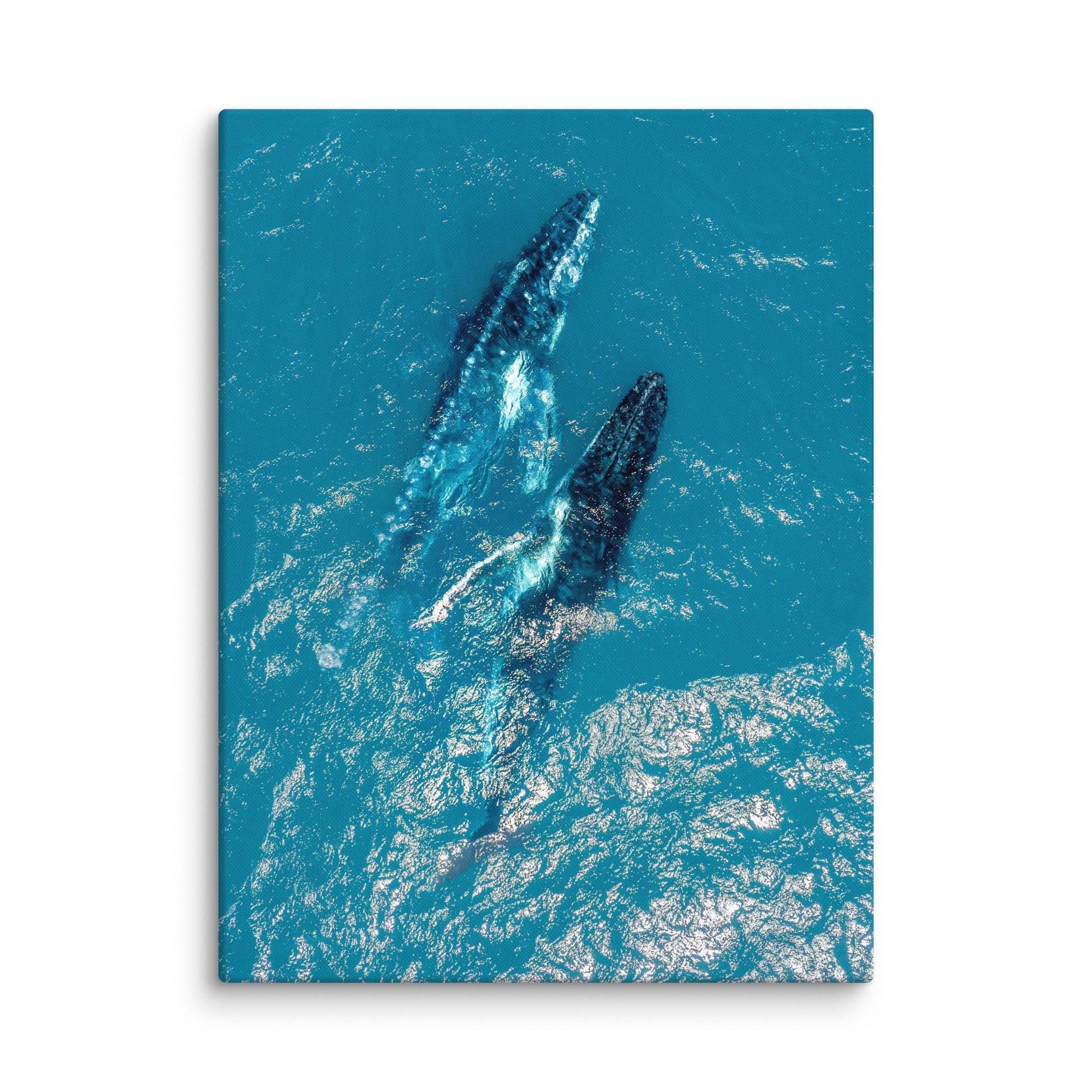 Whales - 1114