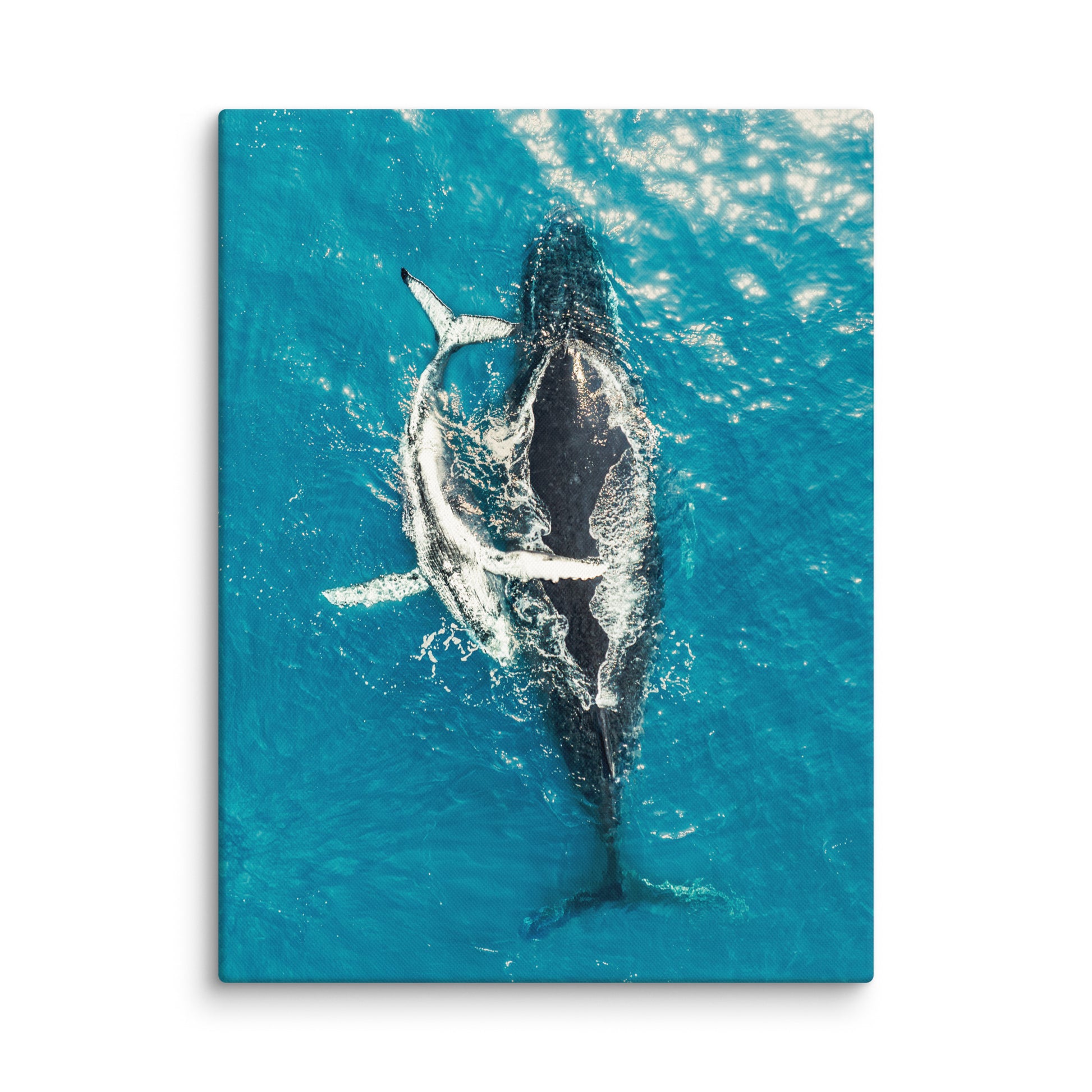 Whales - 1196