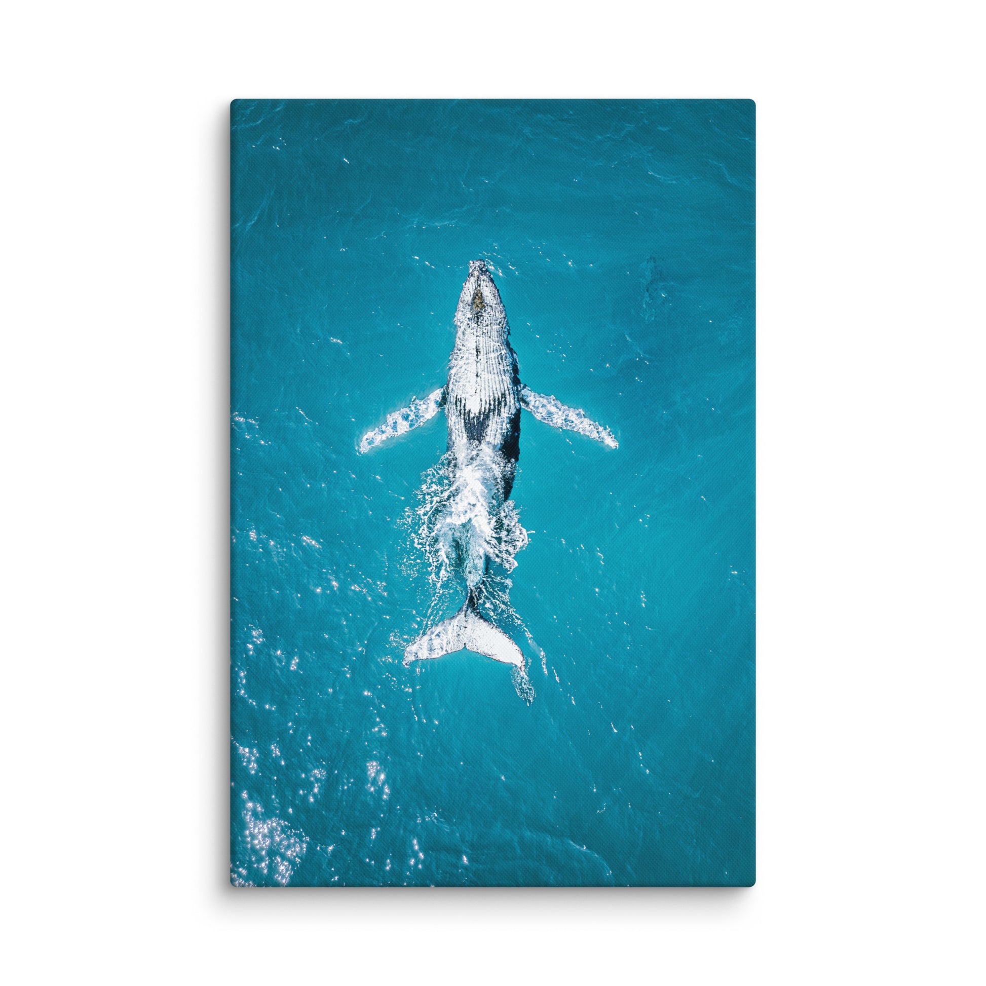 Whale - 1182