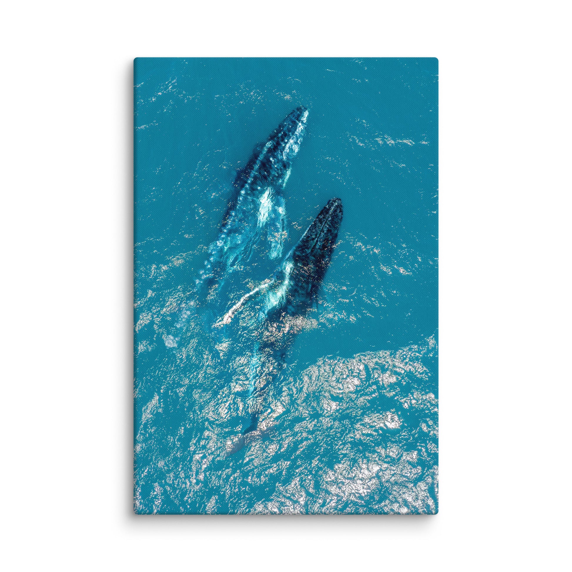 Whales - 1114