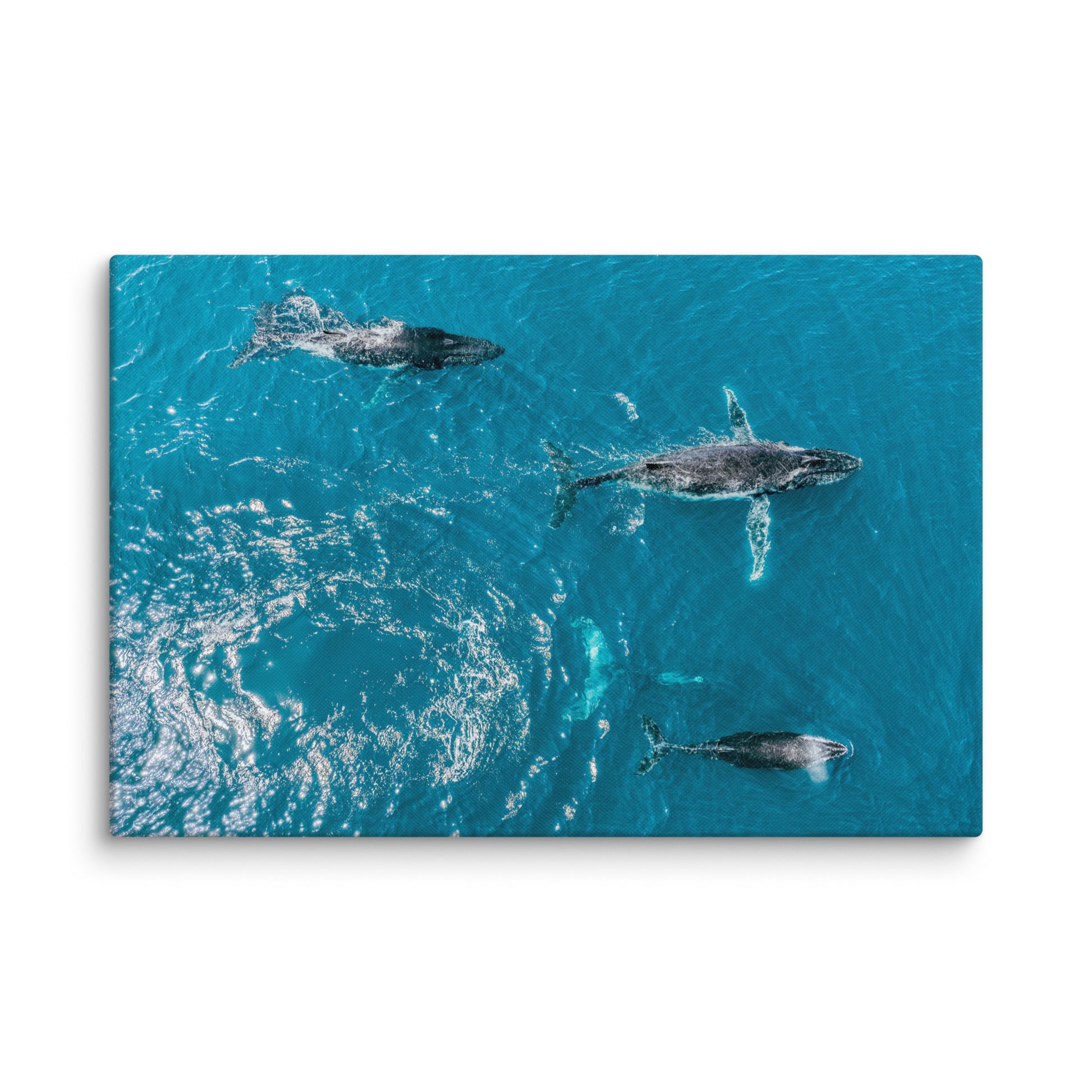 Whales - 1195