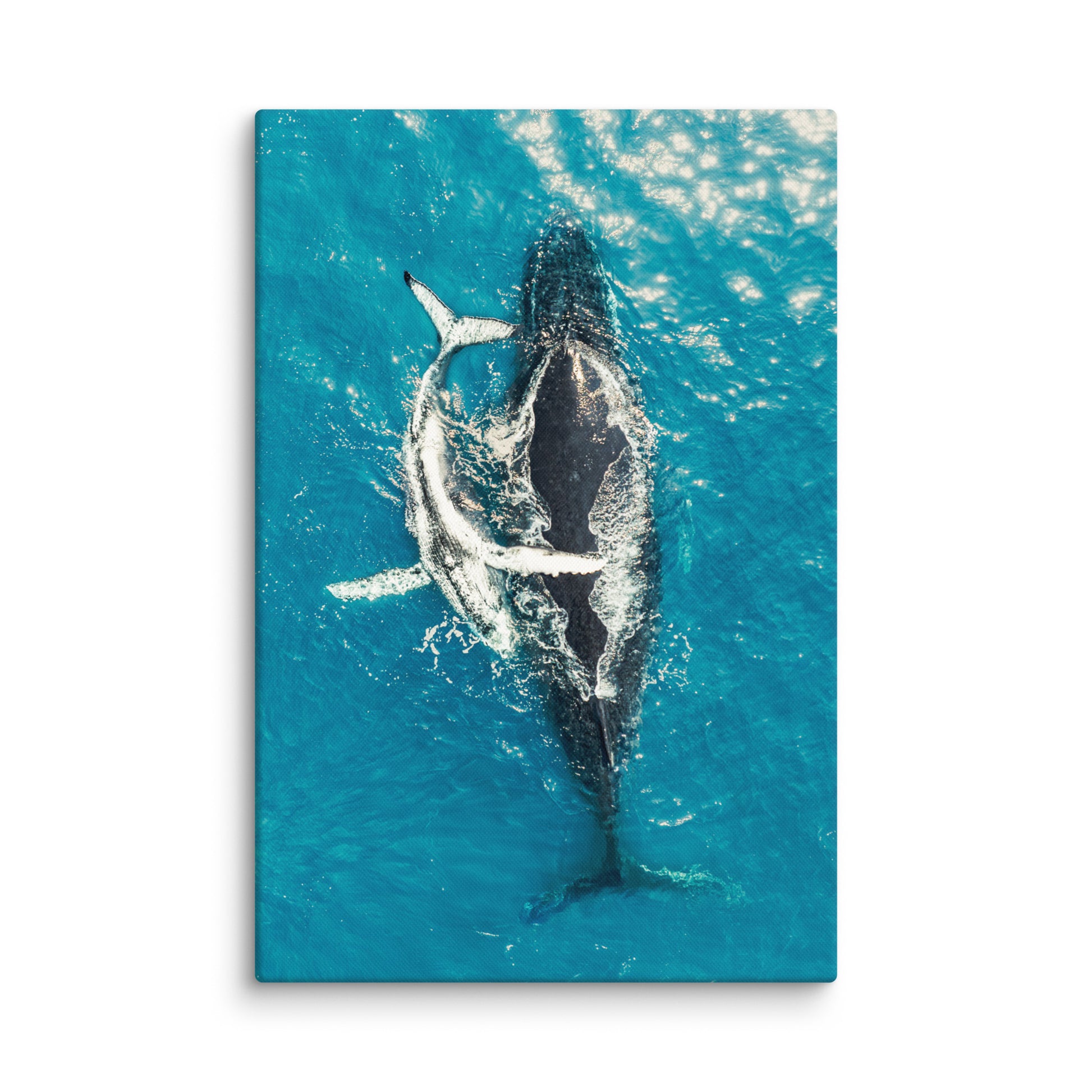 Whales - 1196