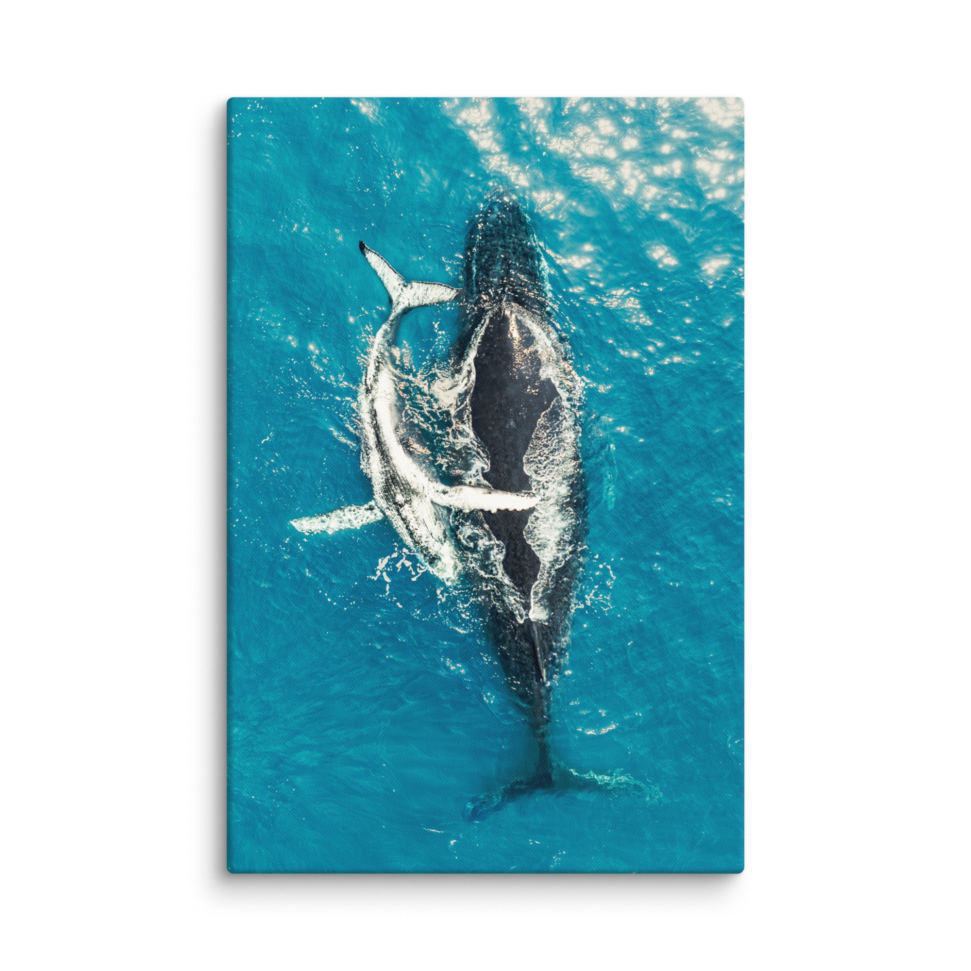 Whales - 1196