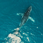 humpback-whale-photo
