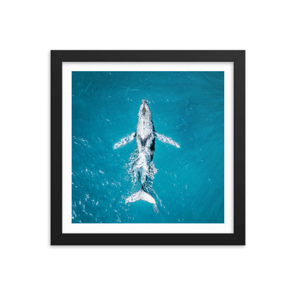 Whale - 1182