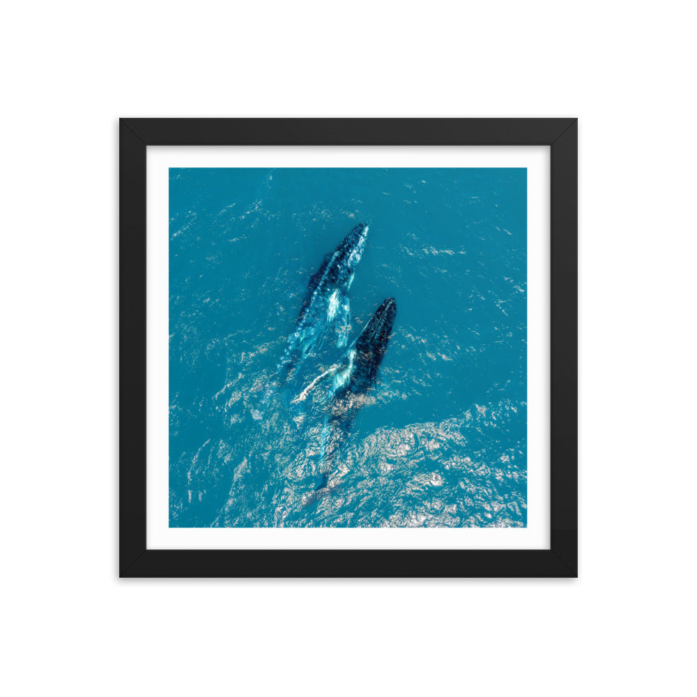 Whales - 1114