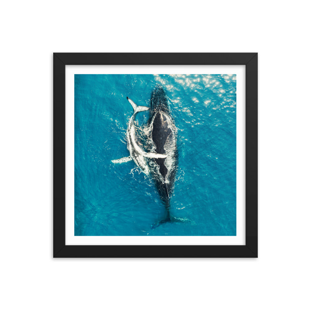 Whales - 1196