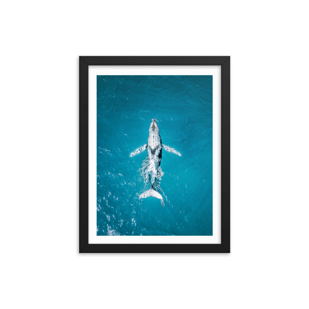 Whale - 1182