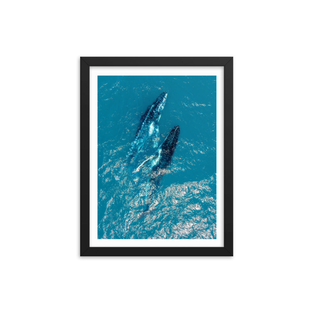Whales - 1114