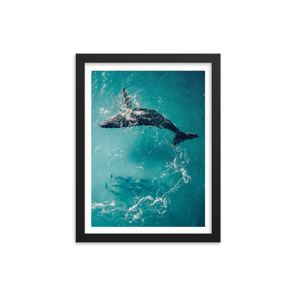 Whale & Dolphins - 1136
