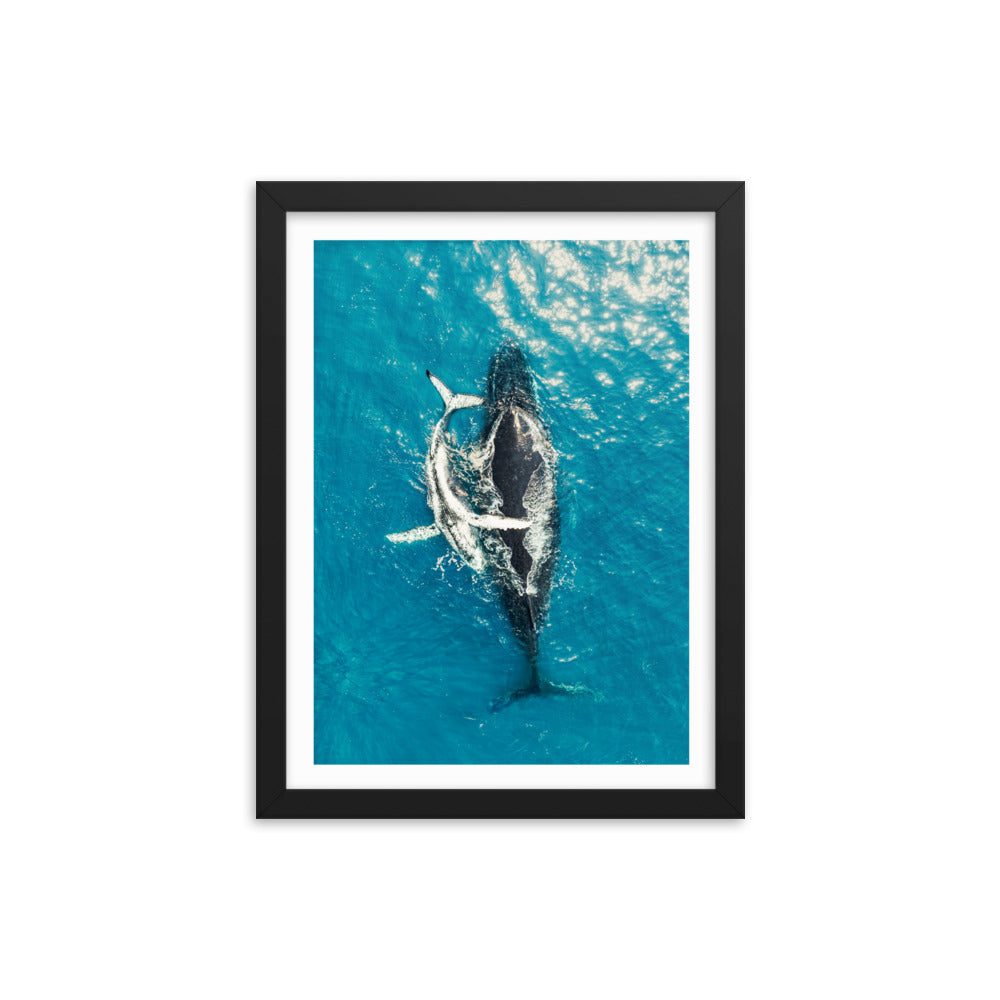 Whales - 1196