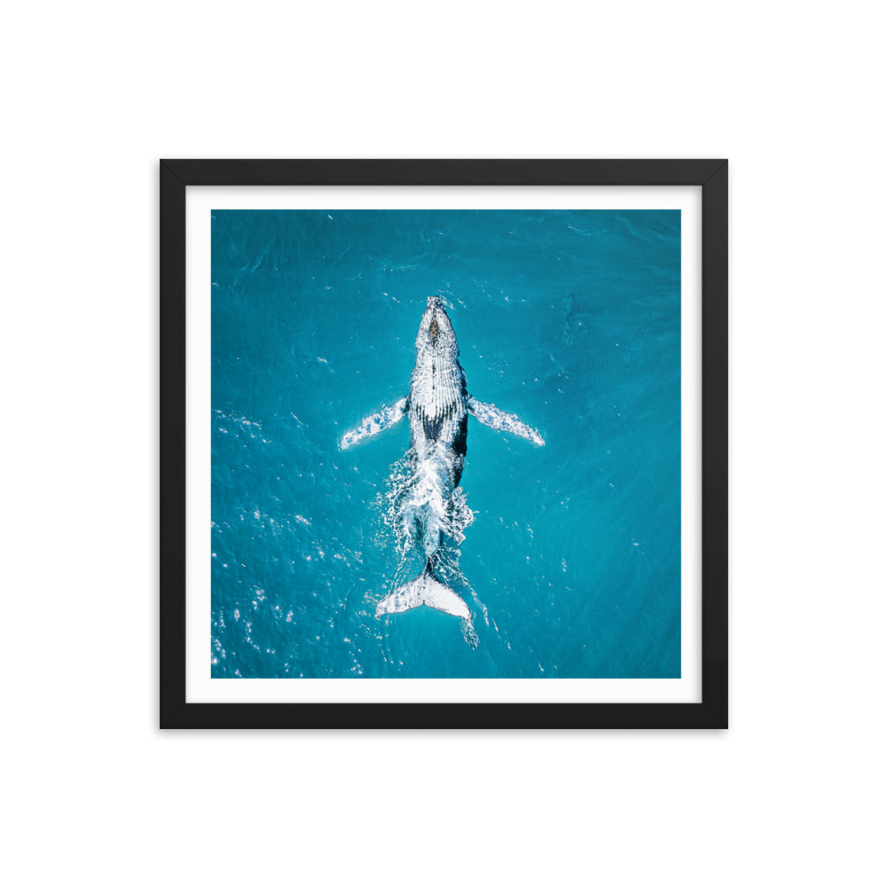 Whale - 1182