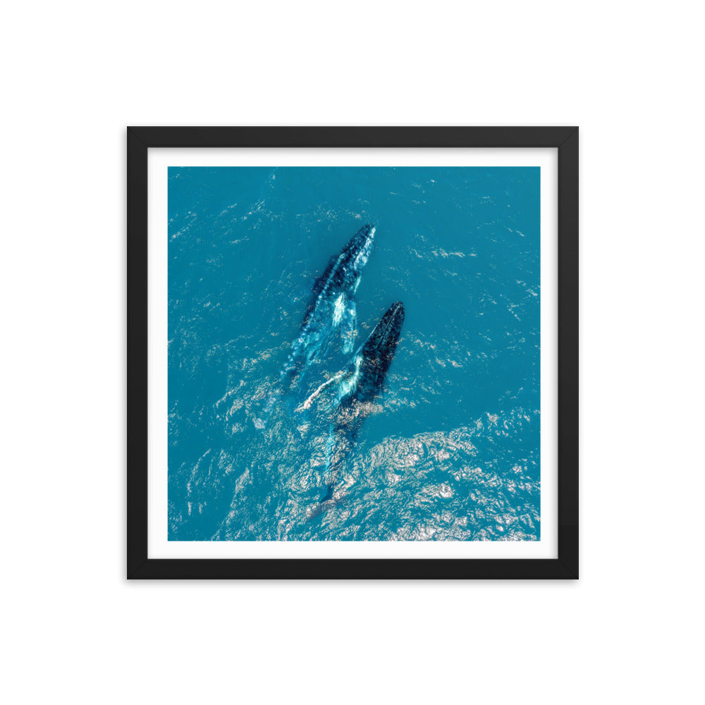 Whales - 1114