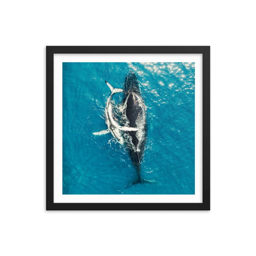 Whales - 1196