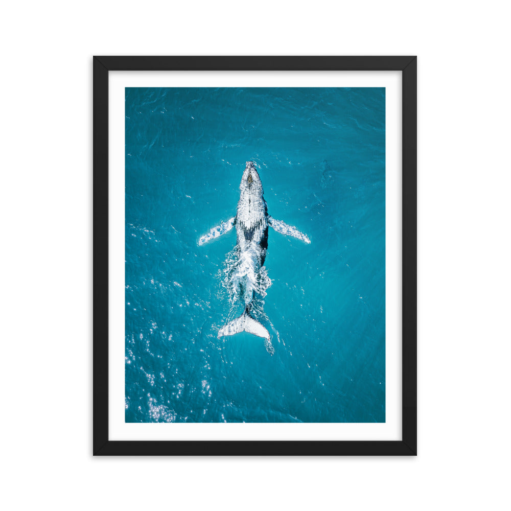 Whale - 1182